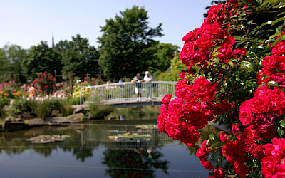 Blütenpracht im Rosengarten von Seppenrade